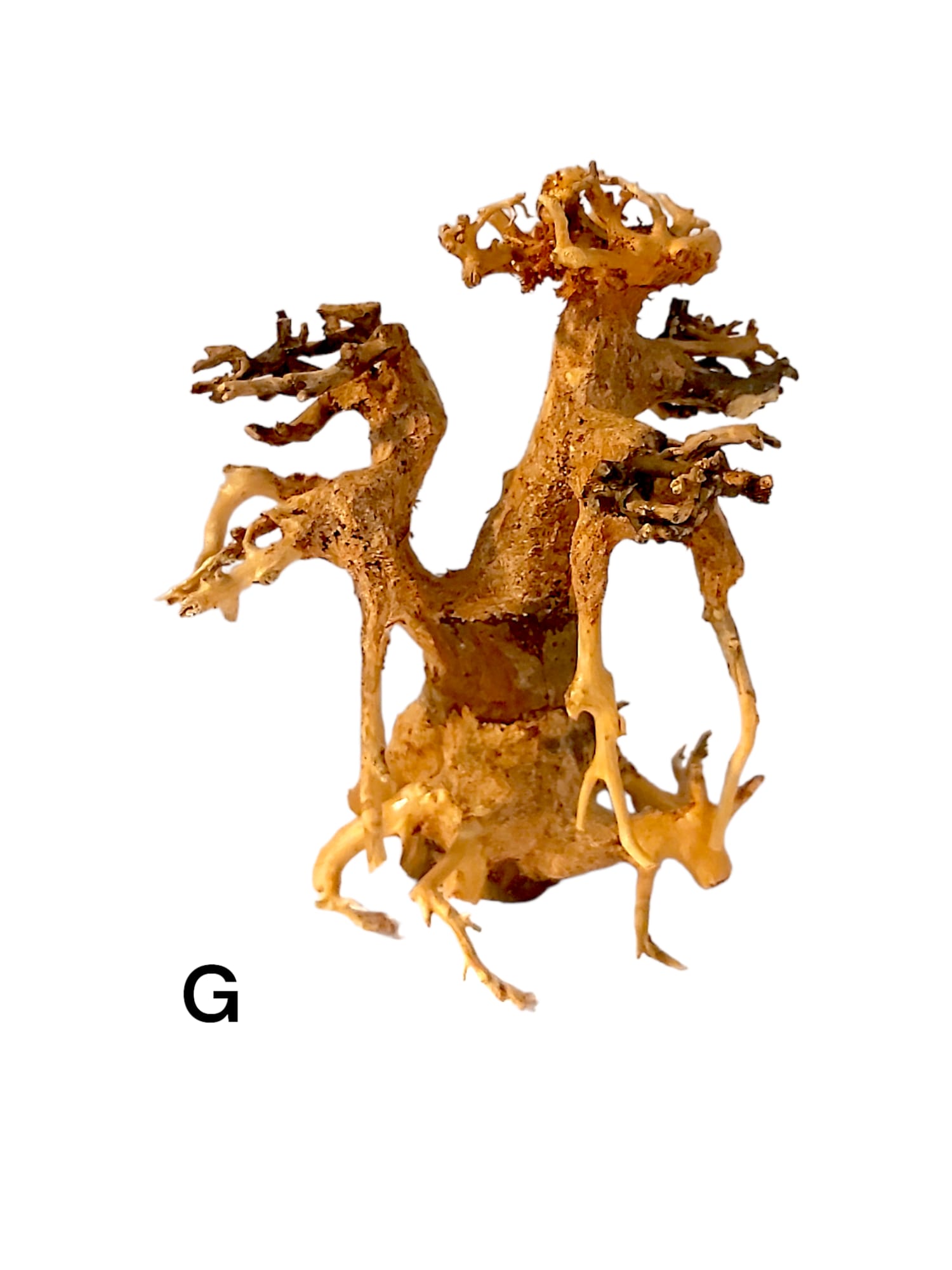 Garnelenbaum-G.jpg