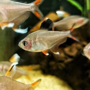 Hyphessobrycon-bentosi-Schmucksalmler.jpg