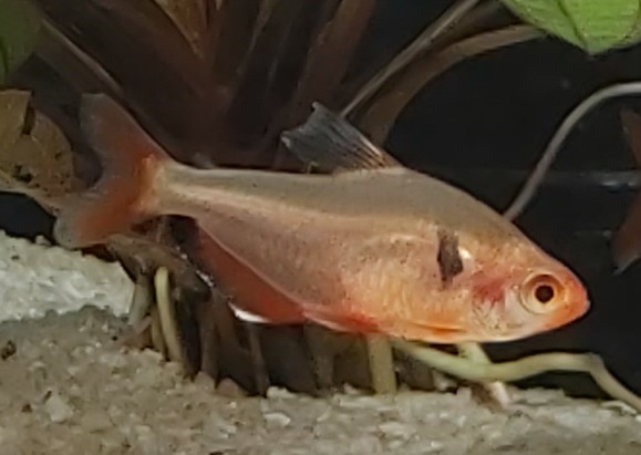 Hyphessobrycon-eques-Blutsalmler.jpg