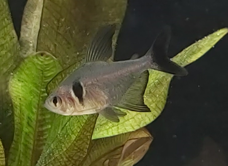 Hyphessobrycon megalopterus – Schwarzer Phantomsalmler