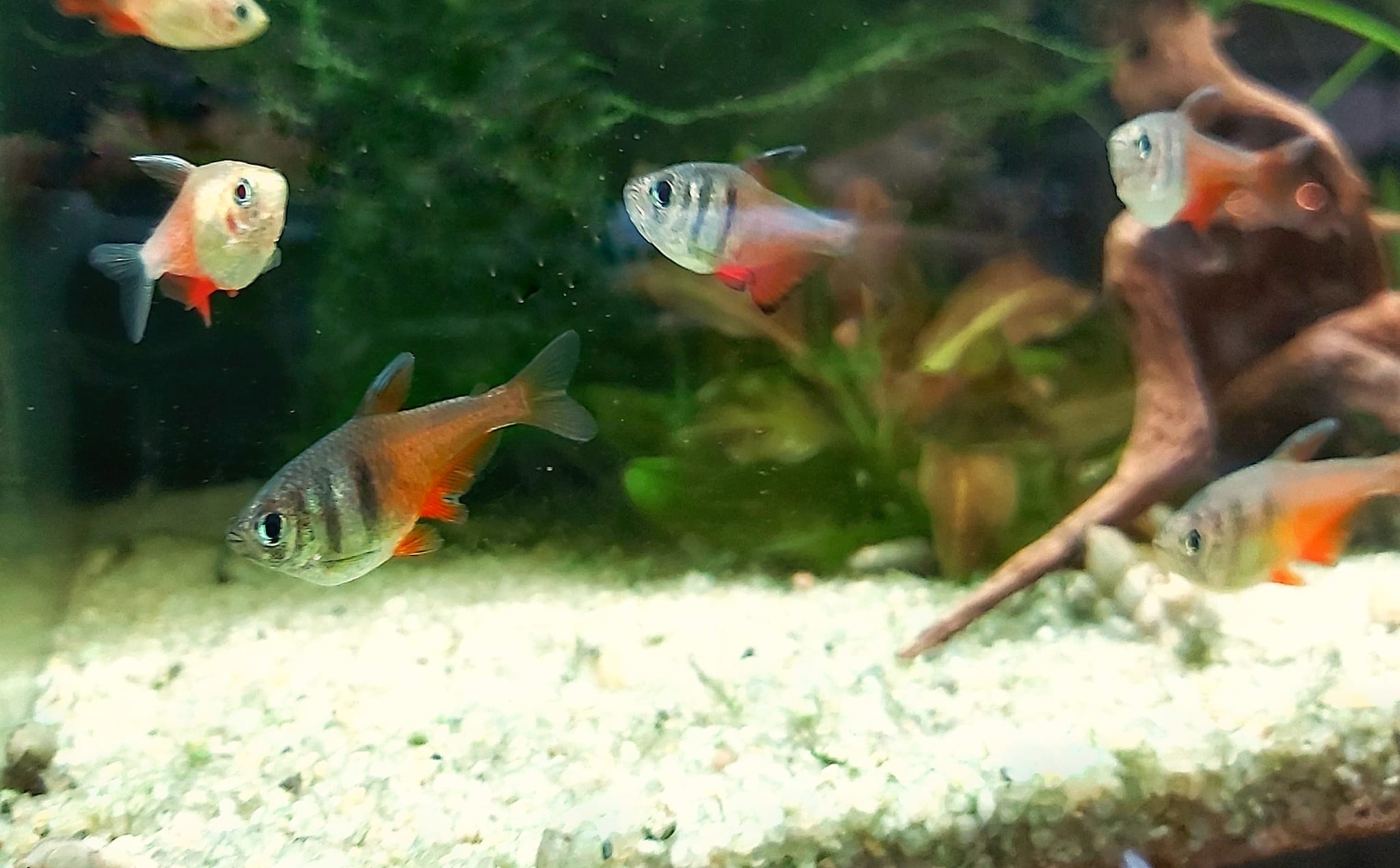 Hyphessobrycon flammeus – Roter von Rio