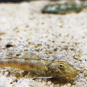 Parotocinclus-jumbo-Pitbull-Harnischwels-LDA-25.jpg