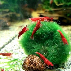 Neocaridina-davidi-var-Bloody-Mary_.jpg