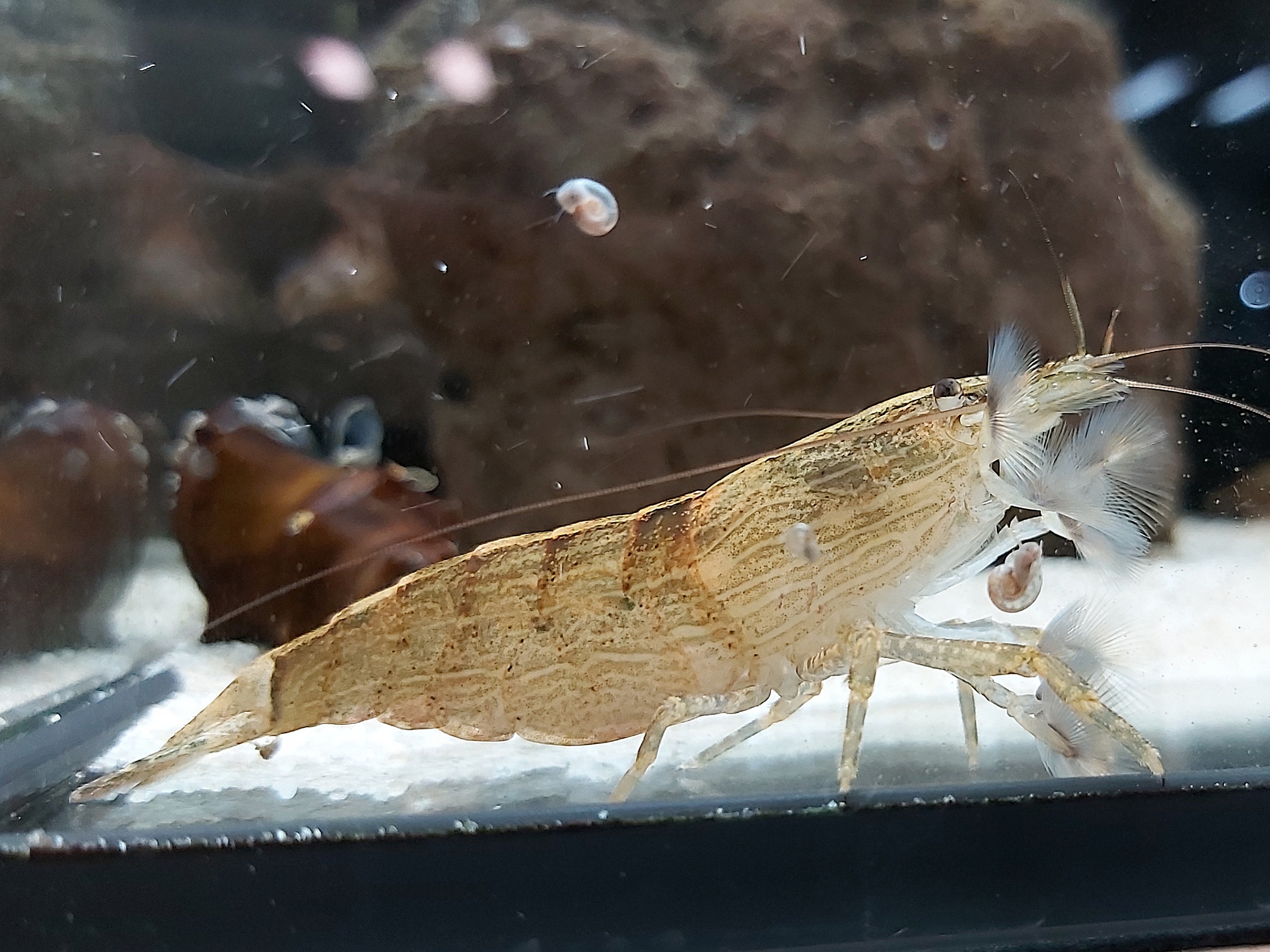 Atyopsis moluccensis – Molukkenfächergarnele