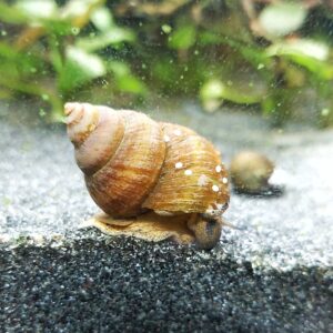 sumpfdeckelschnecke.jpg