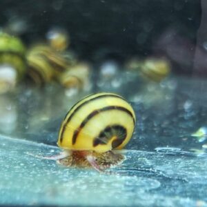 apfelschnecke.jpg
