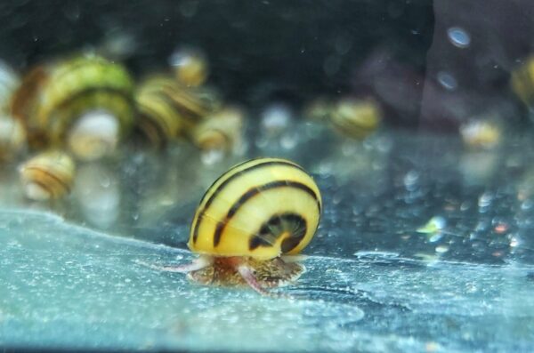 apfelschnecke.jpg