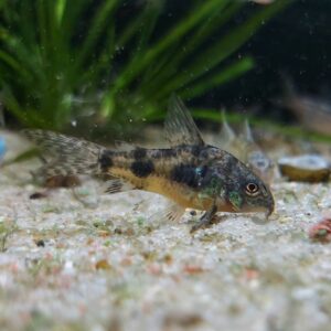 Corydoras-paleatus-Marmorierter-Panzerwels.jpg