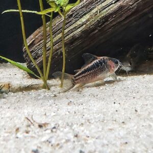 Corydoras-elegans-schraffierter-Panzerwels_.jpg