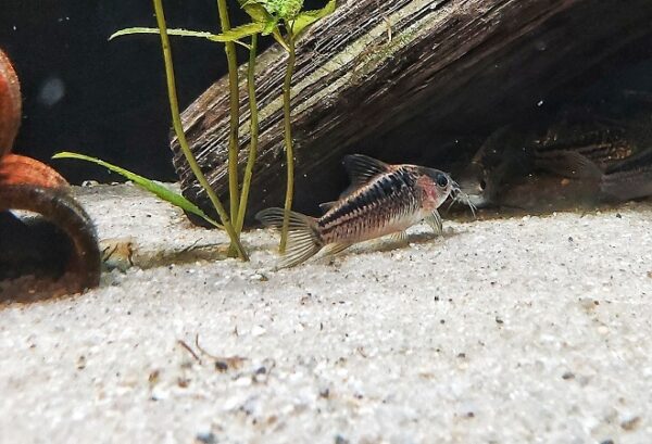 Corydoras-elegans-schraffierter-Panzerwels_.jpg