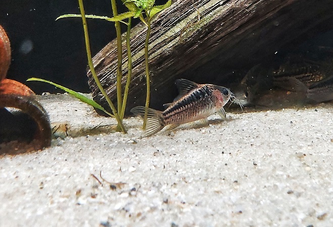 Corydoras elegans – Schraffierter Panzerwels