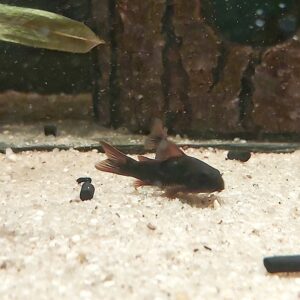 Corydoras-aeneus-venezuela-black-schwarzer-Panzerwels.jpg