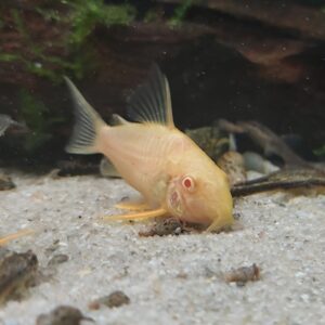 Corydoras-Sterbai-gold-Orangeflossen-Panzerwels-gold6LqVvAXqwUCDg.jpg