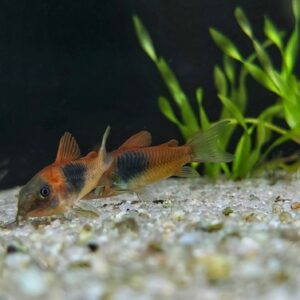 Corydoras-venezuelanus-Orange-orangener-Venezuela-Panzerwels.jpg