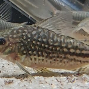 Corydoras-nanus-Nanus-Panzerwels.jpg