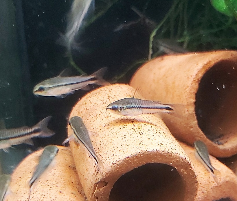 Corydoras pygmaeus – Zwergpanzerwels