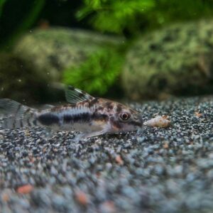 Corydoras-habrosus.jpg