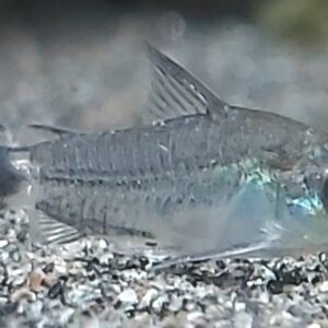 Corydoras-hastatus-Sichelfleck-Panzerwels.jpg