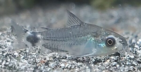 Corydoras-hastatus-Sichelfleck-Panzerwels.jpg