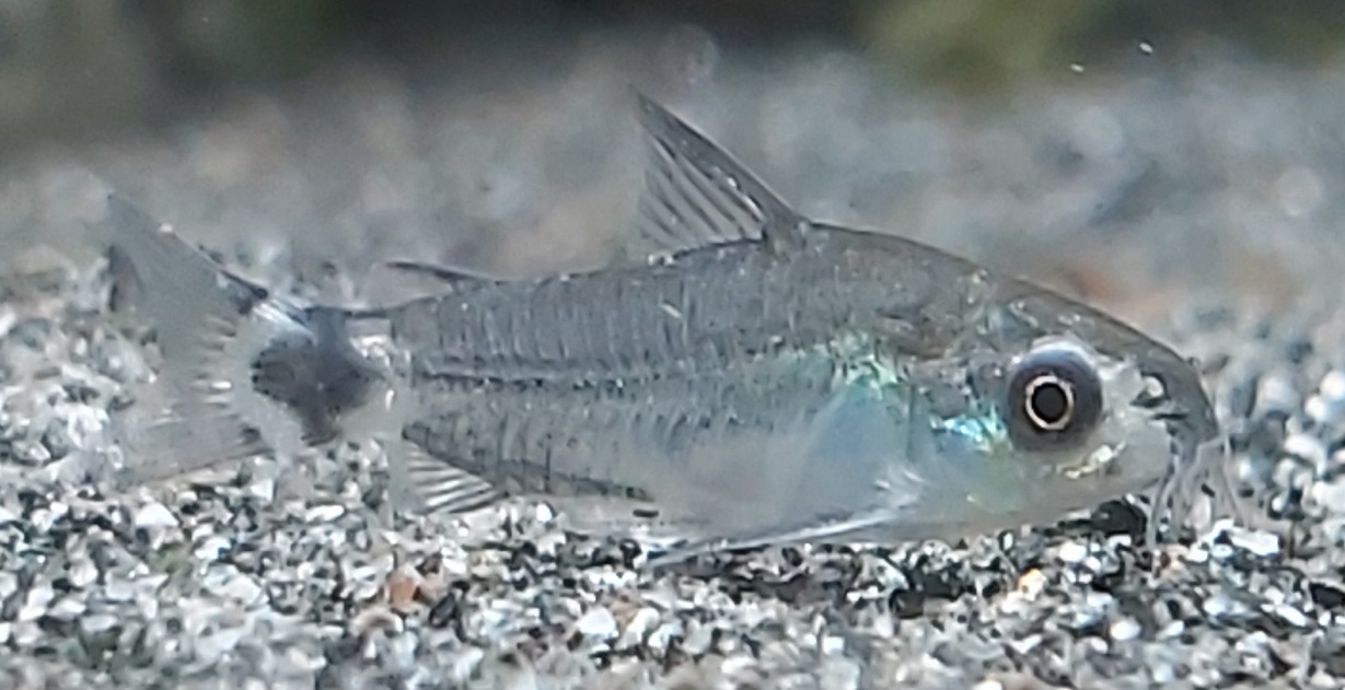 Corydoras hastatus – Sichelfleck Panzerwels
