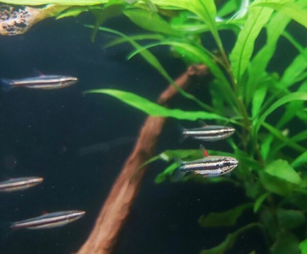 Nannostomus-marginatus-Zwergziersalmler.jpg