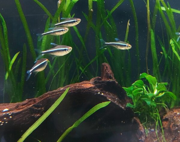 Hyphessobrycon-herbertaxelrodi-Schwarzer-Neon_1.jpg