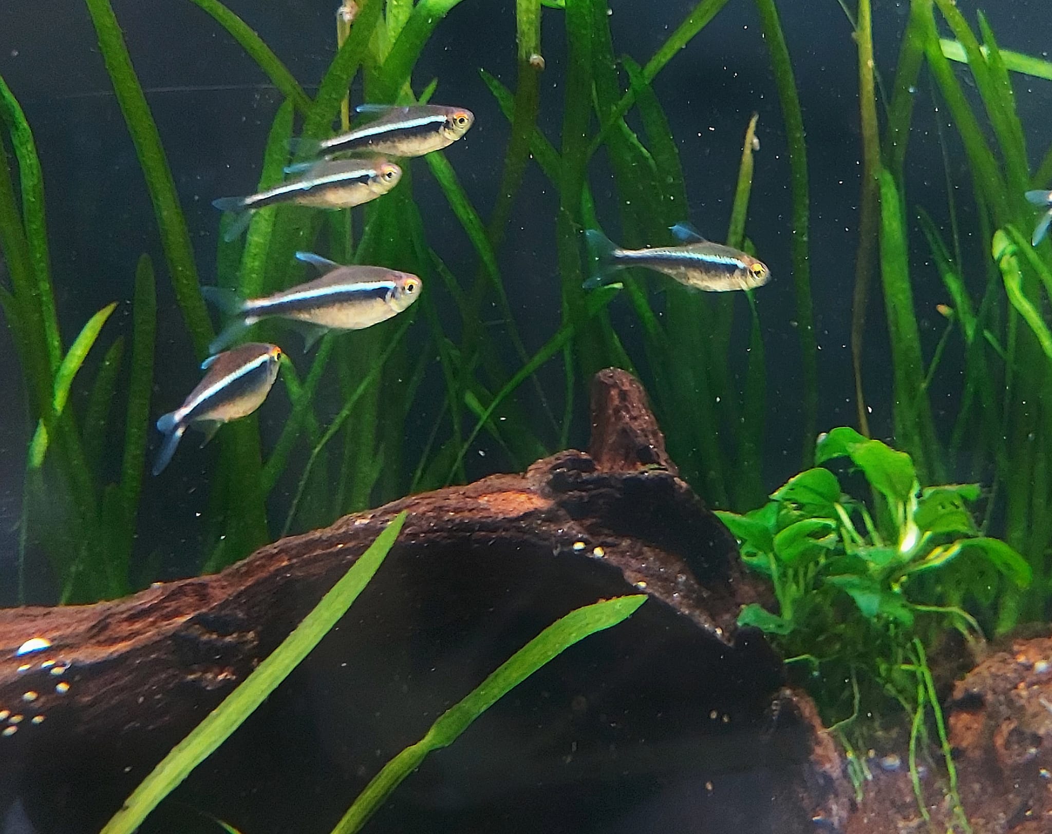 Hyphessobrycon-herbertaxelrodi-Schwarzer-Neon_1.jpg