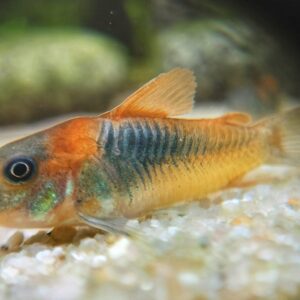 Corydoras-venezuelanus-orange-orangener-Venezuela-Panzerwels-kaufen.jpg