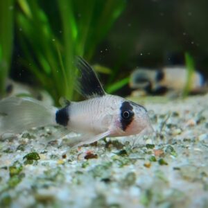 Corydoras-Panda-long-fin-kaufen-long-fin-panda-Panzerwels-kaufen.jpg