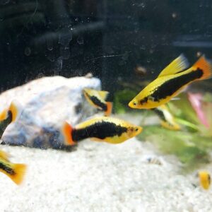 Xiphophorus-maculatus-Hawai-Platy.jpg