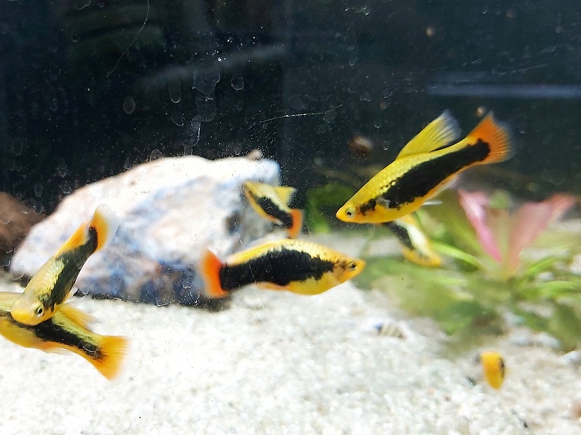 Xiphophorus maculatus – Hawaii Platy