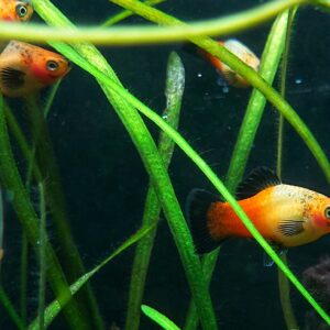 Xiphophorus-maculatus-Deutschlandplaty-kaufen.jpg