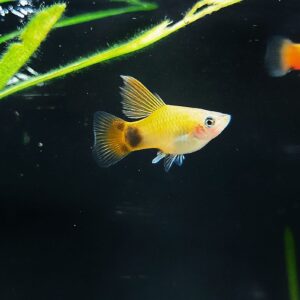 Xiphophorus-maculatus-Platy-Hochflosse.jpg