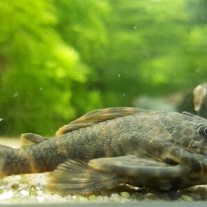 L147-Ancistomus-sp-Kopfpunkt-Trugschilderwels.jpg