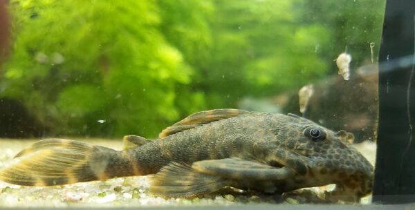 L147-Ancistomus-sp-Kopfpunkt-Trugschilderwels.jpg
