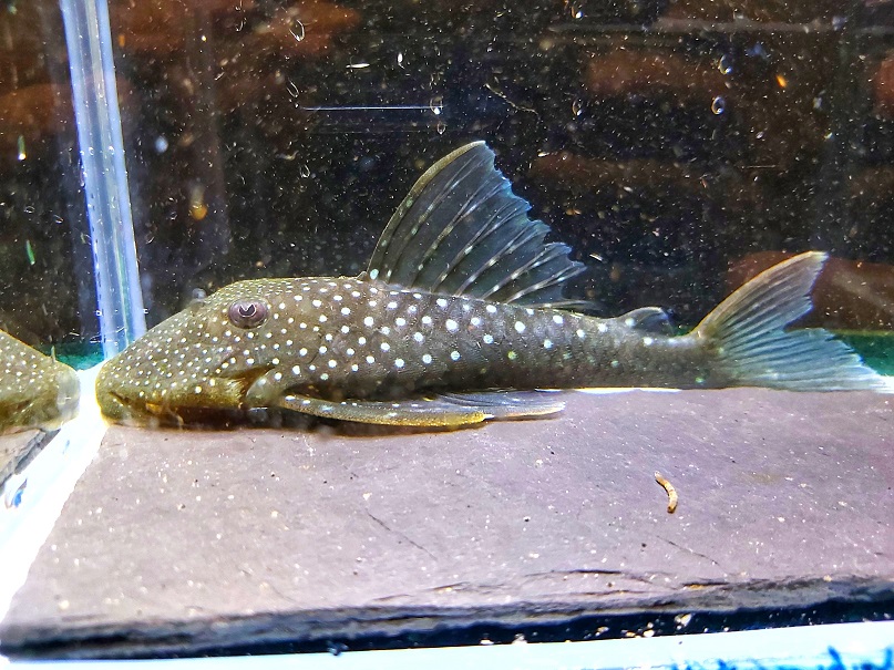 L128 Hemiancistrus spec. – blauer Phantomwels