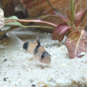 Corydoras-weitzmani-Weitzmanis-Panzerwels.jpg