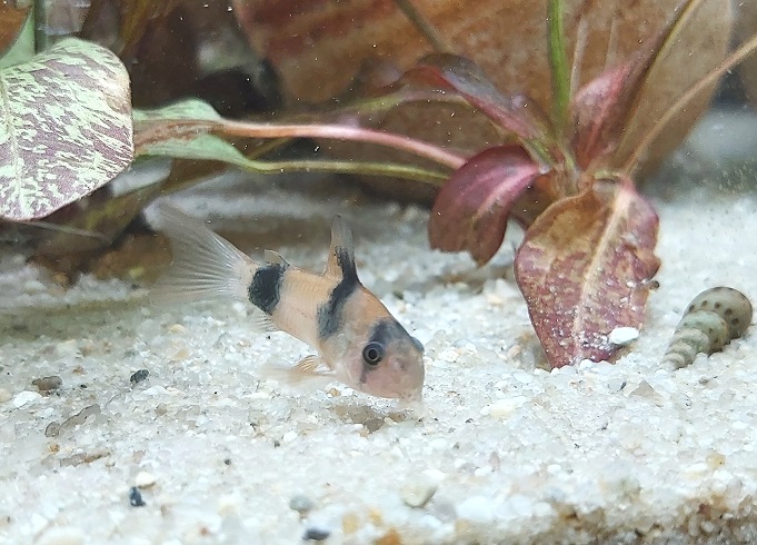 Corydoras weitzmani – Weitzmanis Panzerwels