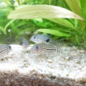 Corydoras-trilineatus-Dreibinden-Panzerwels.jpg