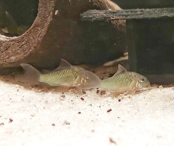 Brochis-splendens-Smaragd-Panzerwels.jpg