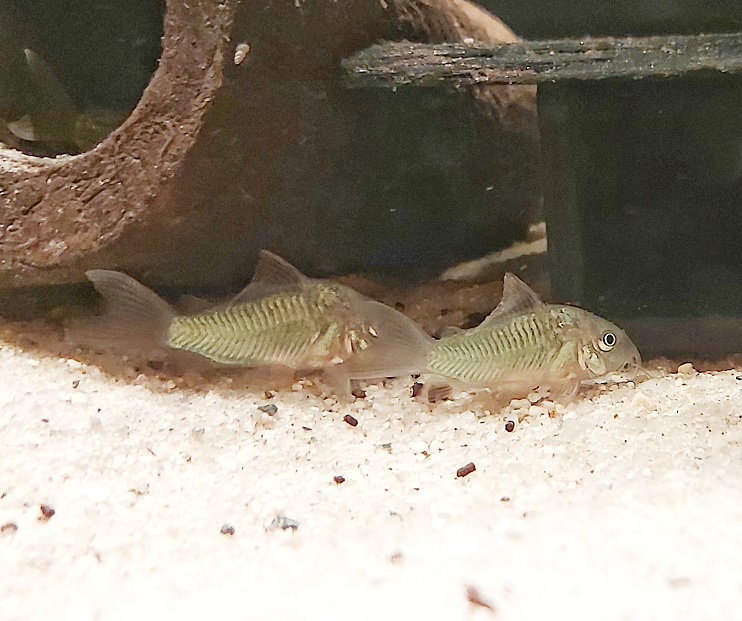 Brochis-splendens-Smaragd-Panzerwels.jpg