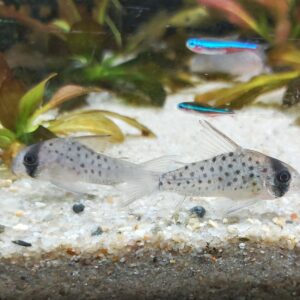 Corydoras-atropersonatus-fleckenpanzerwels.jpg