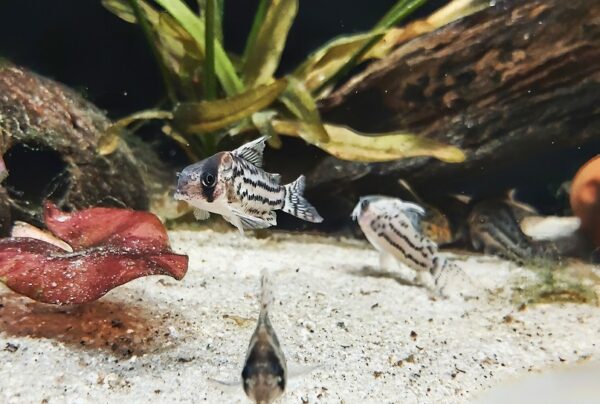 Corydoras-schwartzi-Baenderpanzerwels.jpg
