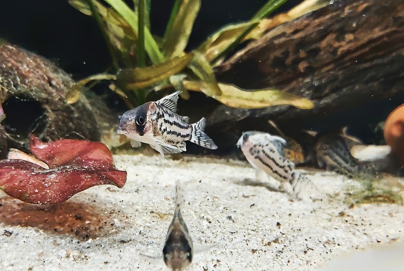 Corydoras-schwartzi-Baenderpanzerwels.jpg
