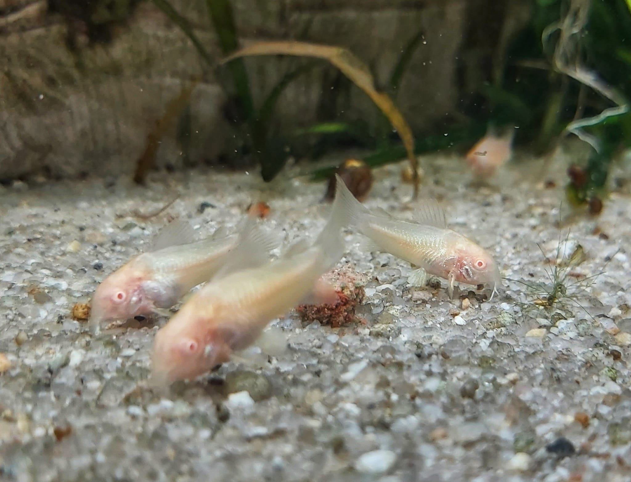Corydoras Aeneus – Albinopanzerwels