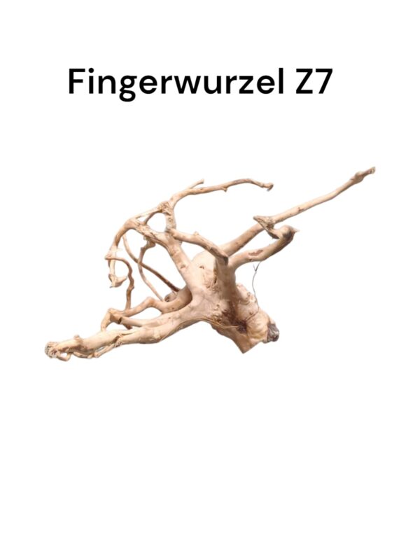 fingerwurzelz7a.jpg