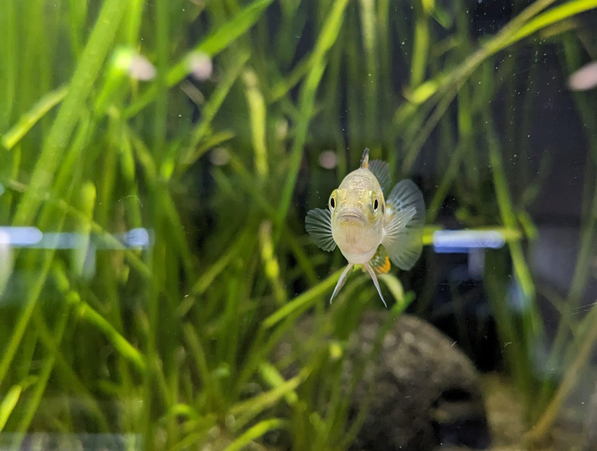 Pseudocrenilabrus multicolor – Vielfarbiger Maulbrüter