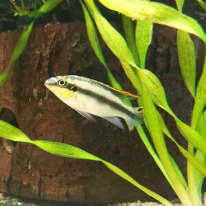 Pelvcachromis-pulcher-Prachtbarsch-Maennlich.jpg