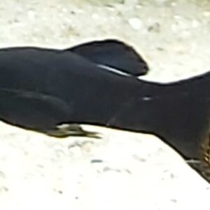 Poecilia-sphenops-Black-Molly-Lyra.jpg