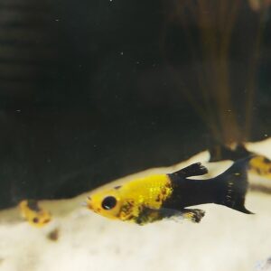 Poecilia-sphenops-Goldstaub-Molly.jpg